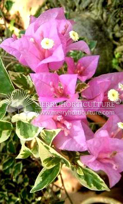 Bougainvillea 'Scarlet Queen Variegata'